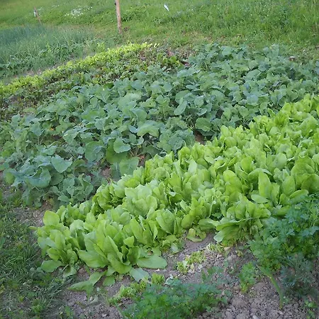 ファームステイ Farm Pri Flandru