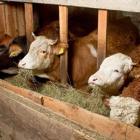 Alojamento de Turismo Rural Farm Pri Flandru Cerkno