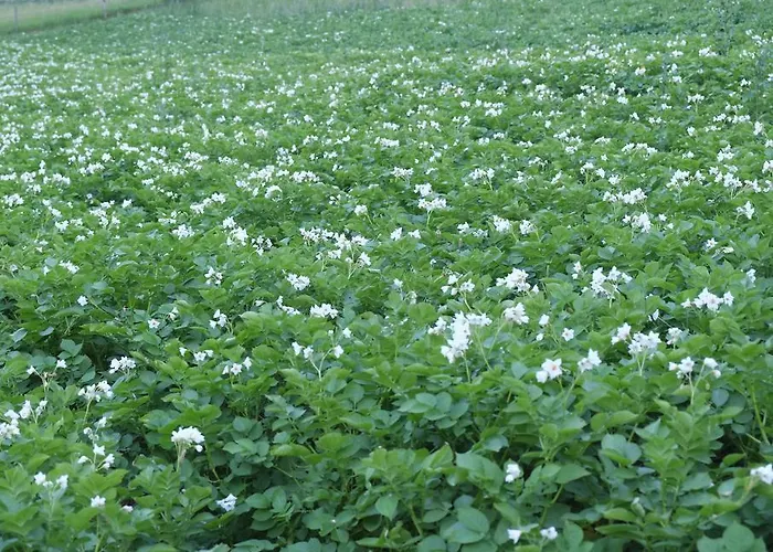 בית חווה Farm Pri Flandru צ'רקנו