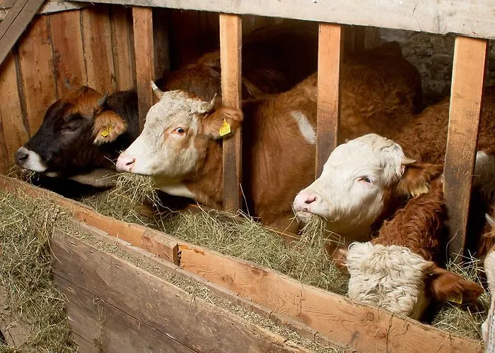Bivanje na kmetiji Farm Pri Flandru Cerkno